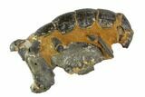 Fossil Mud Lobster (Thalassina) - Australia #95778-3